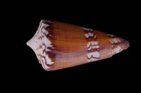 藏品(將軍芋螺)的圖片